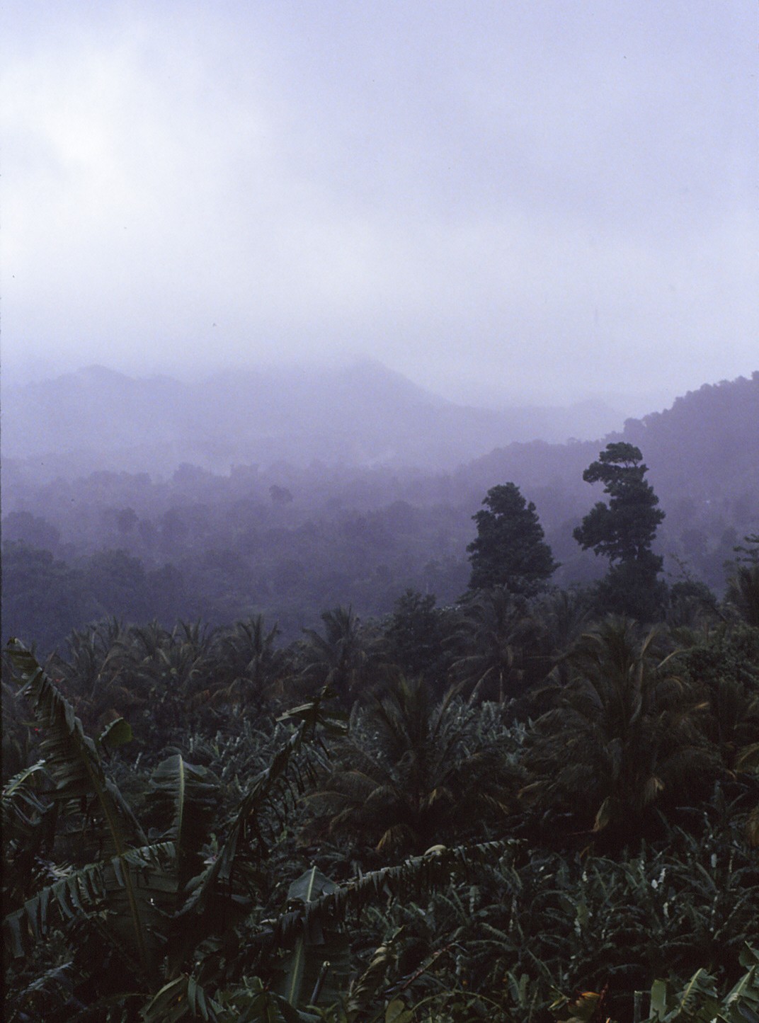 [Rainforest+-+Dominica+-+1993.jpg]