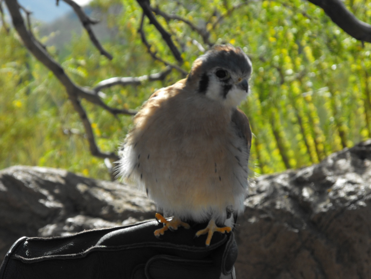Tiny Raptor