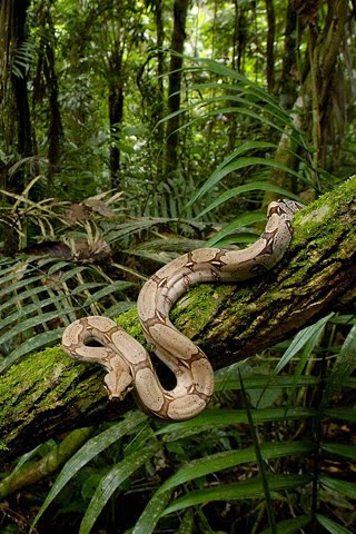 boa constrictor rainforest boa constrictor rainforest