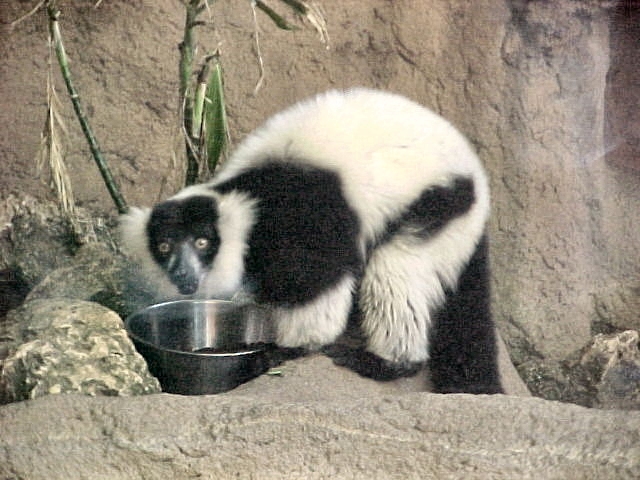 Lemur+love
