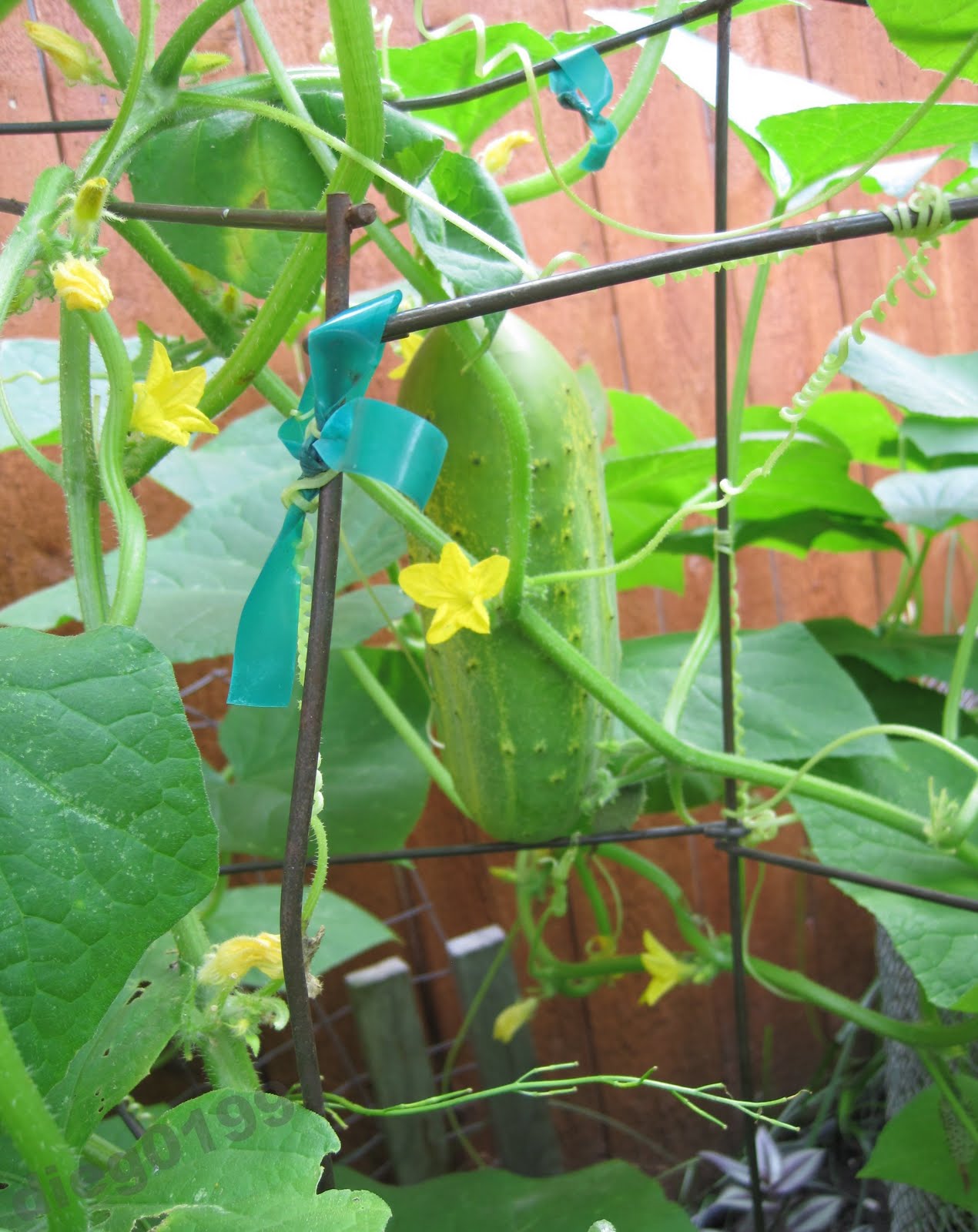 Growing Cucumbers On A Trellis How To Grow Cucumbers Vertically