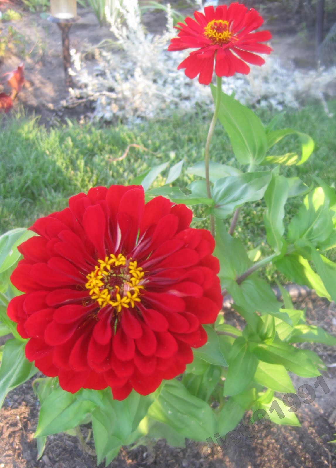 Plant Profile Zinnia Get Busy Gardening