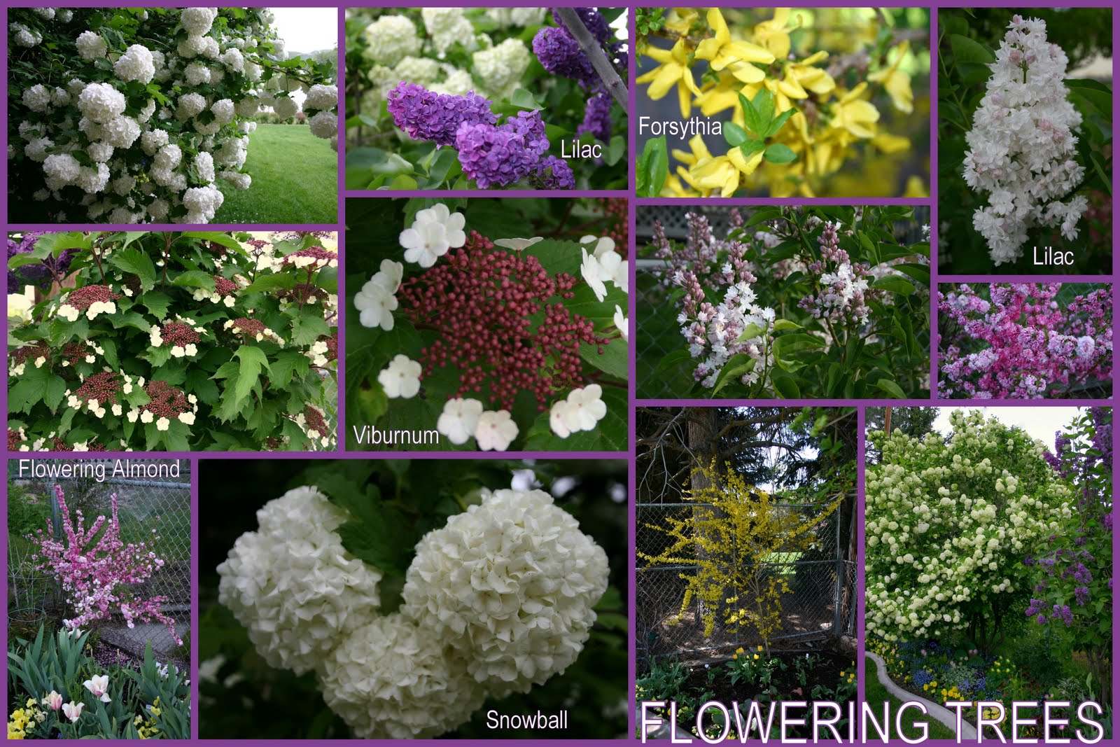 A Guide To Northeastern Gardening Feature Spring Flowering Shrub