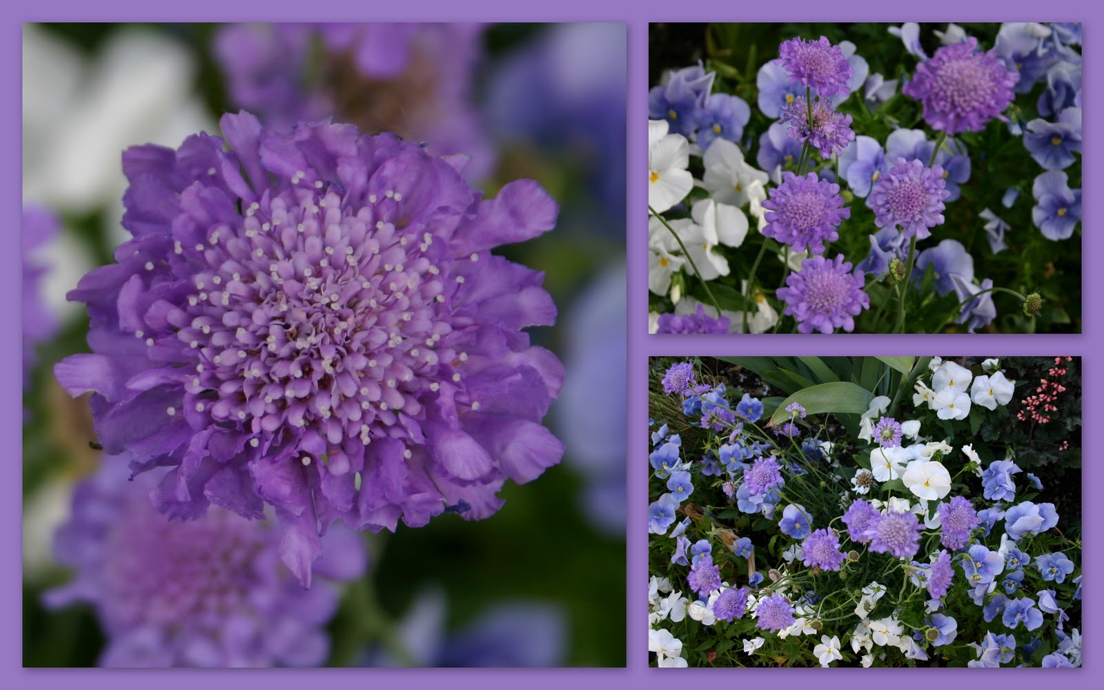 SCABIOSA PINCUSHION FLOWERS Sowing the Seeds
