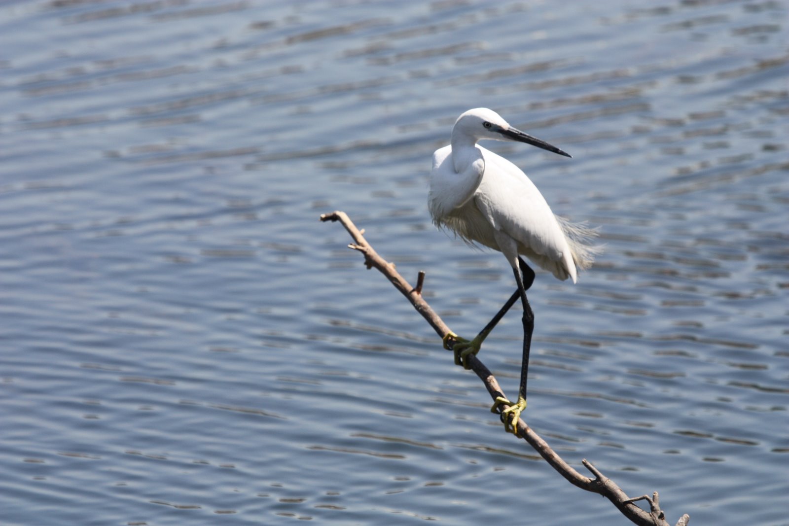 Birding in Egypt March birds near the Nile Luxor Egypt