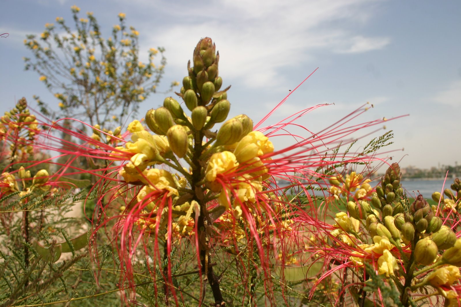 Plants in Egypt Any ideas