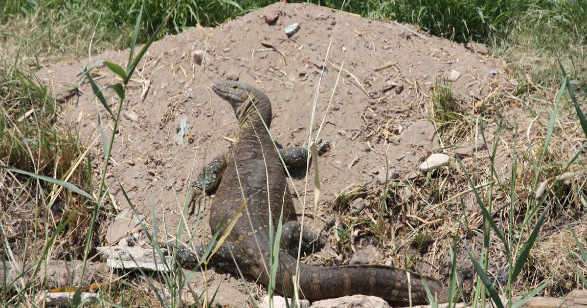 egypt wildlife 2 Giant monitor lizard found in Egypt