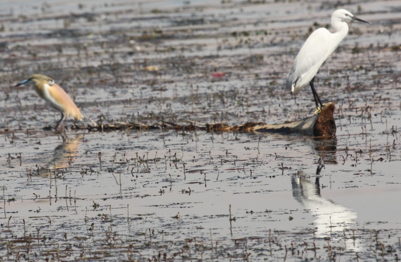 Birding in Egypt: 3/5/10 birds on the river Nile