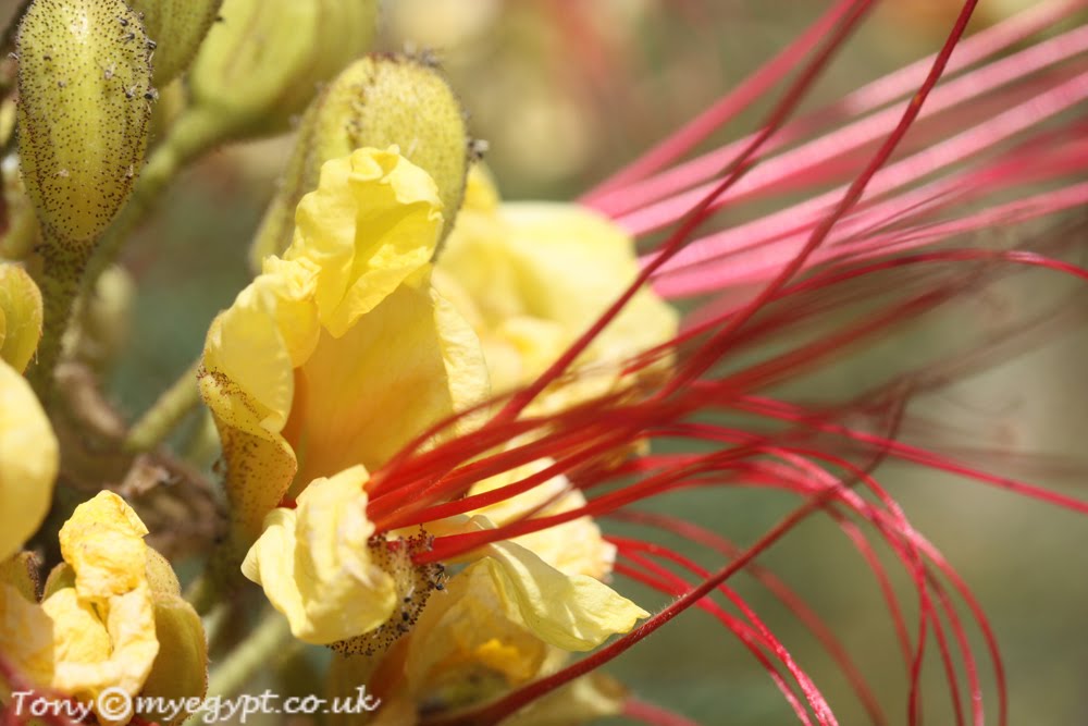Plants in Egypt Bean,mellon and cactus flowers