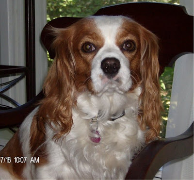 February 2010 | Top Dog Directory