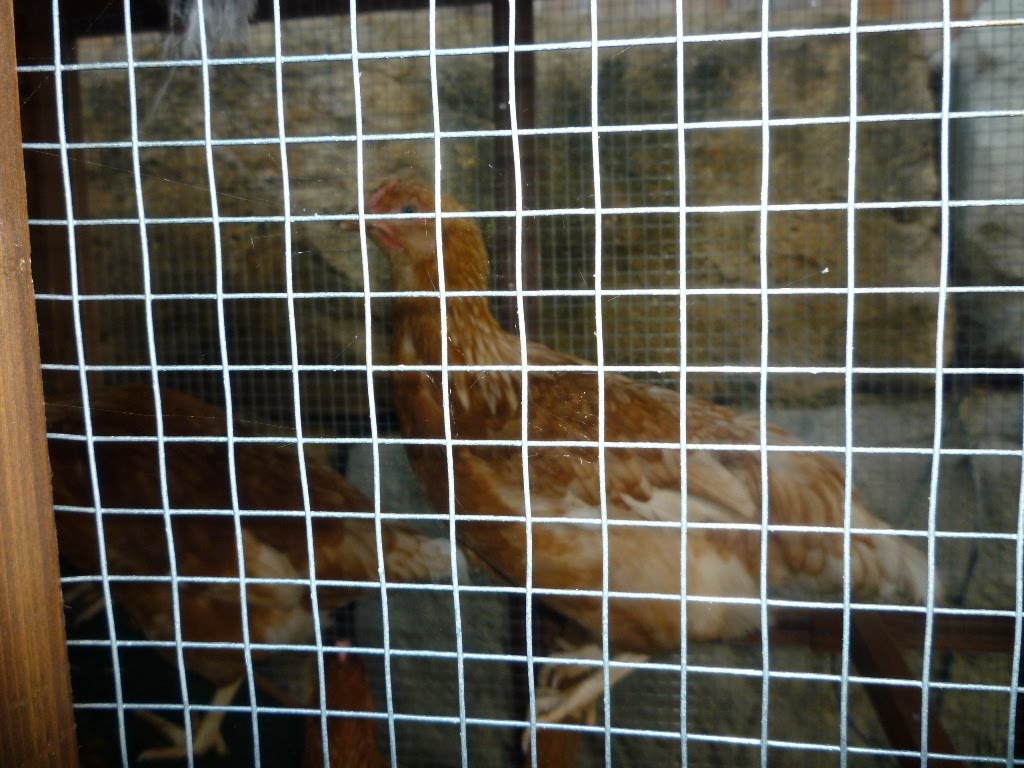 [Cluck1.JPG]