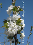 Cerezos en flor