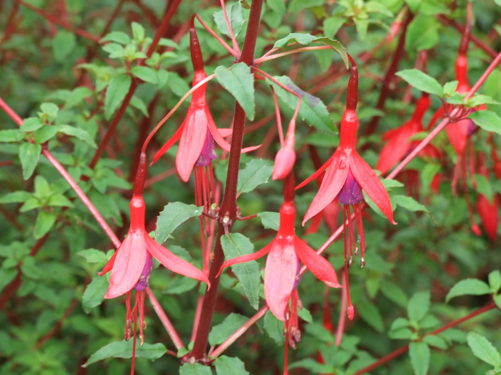 [2007_0706HarlowCarr20008.JPG]