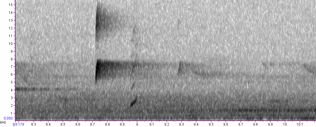 BIRD CALLS and SONGS: Tanagers