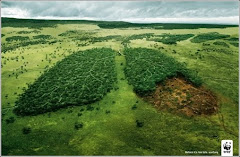 Deforestación en Indonesia