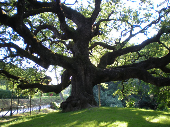 La quercia più antica d'Europa - 1500 circa