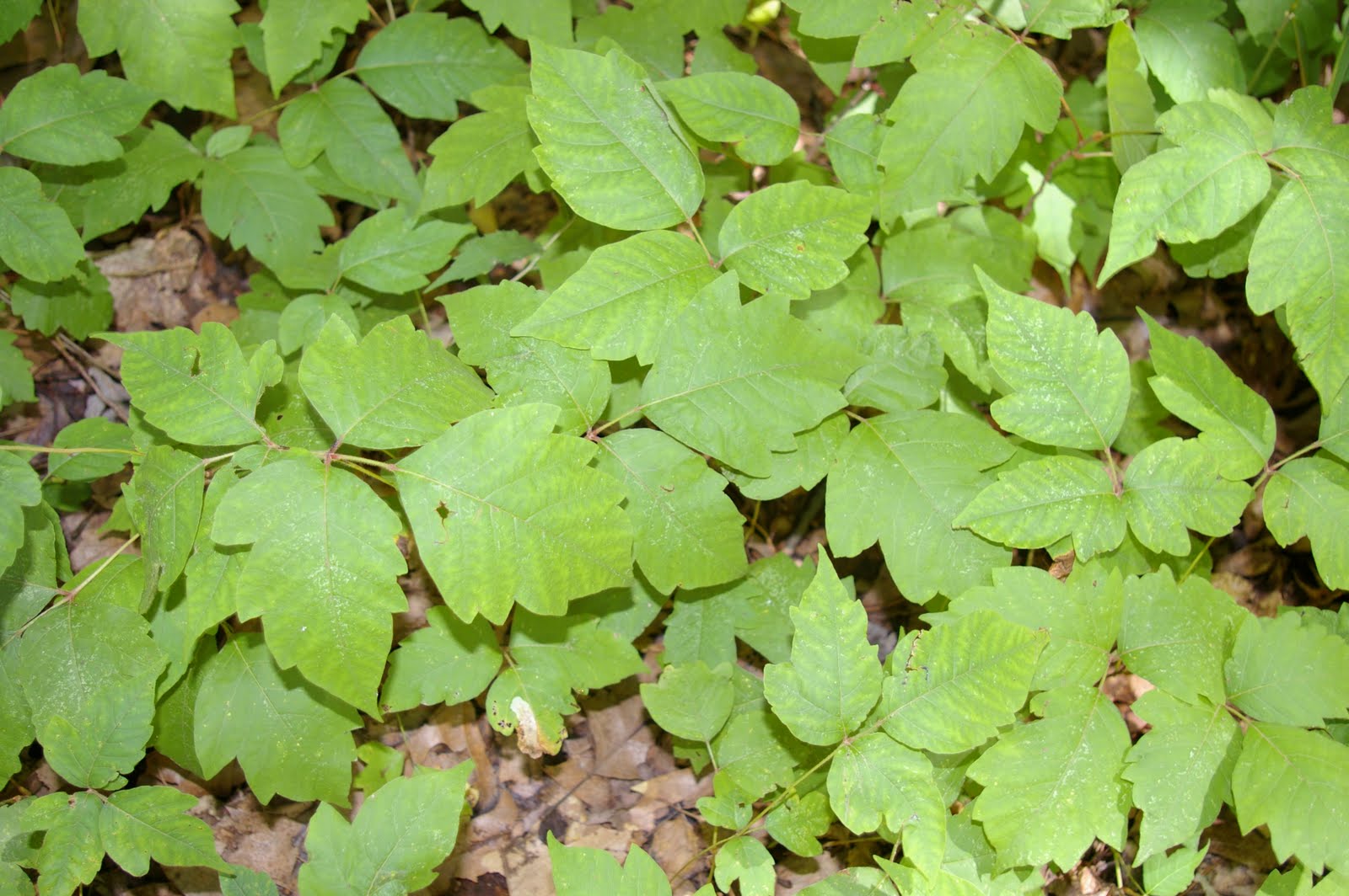 Sand Castles -- Clean Everyday Humor: Poison Ivy Poem
