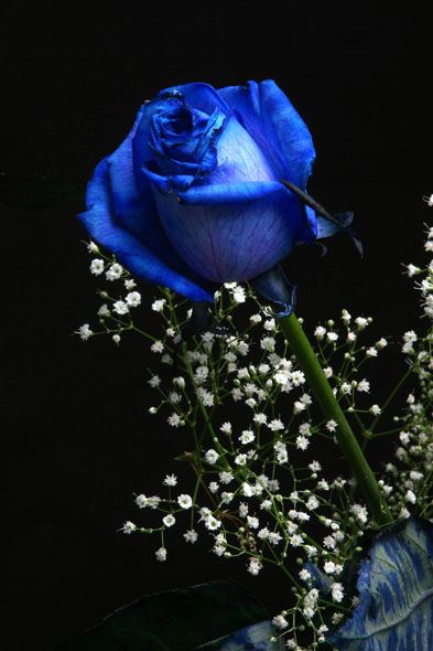 http://3.bp.blogspot.com/_LXKFsJ5KVW0/TVErKOI2RQI/AAAAAAAAAzA/p2iiDe1qq7E/s1600/blue_rose.jpg