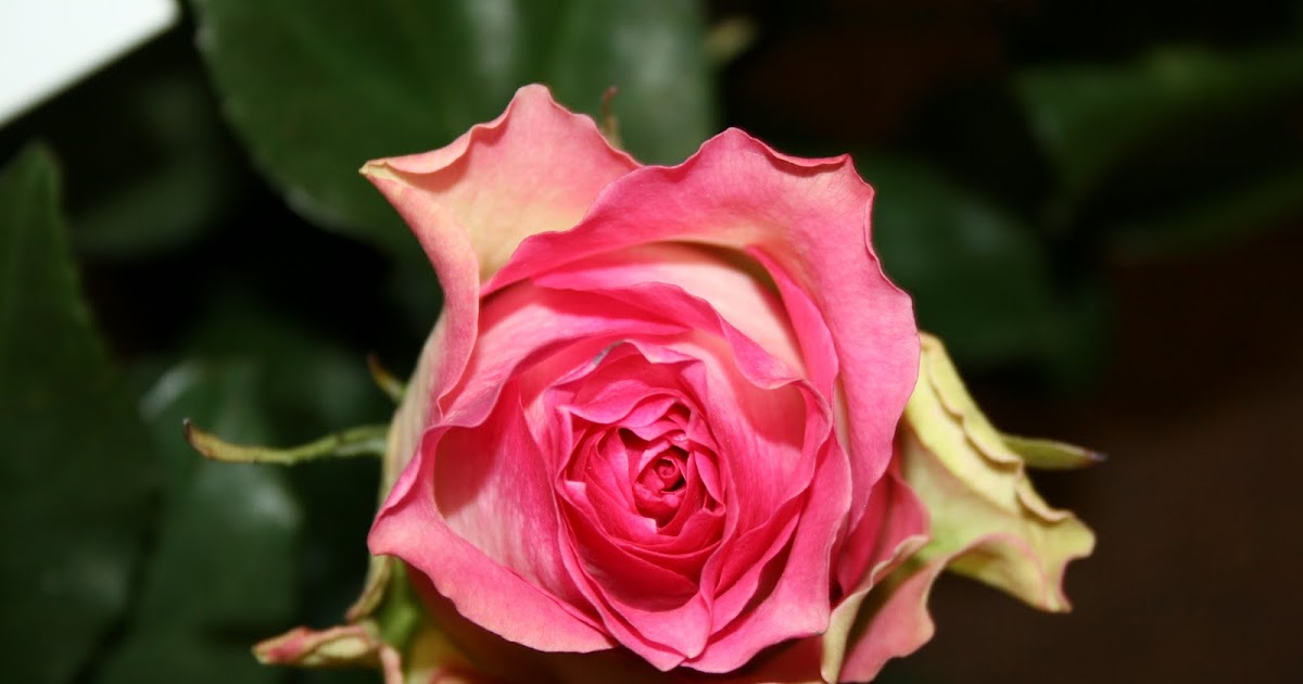 A. Perri Farms Rosa Prima Rose Collection: Malibu