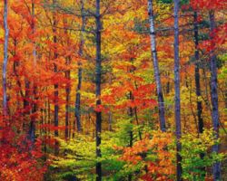 [250px-New_hampshire_colors.jpg]