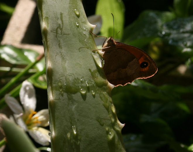 ¿Que quiero encuentrar en mi jardin?