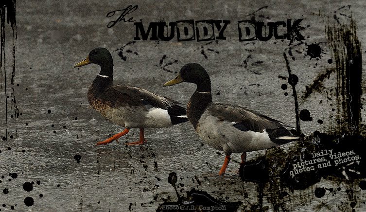 The Muddy Duck