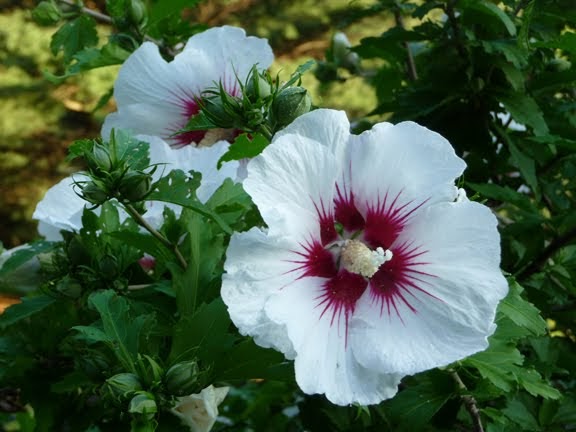 Inside Storey: Garden Blogger's Bloom Day — August 2009