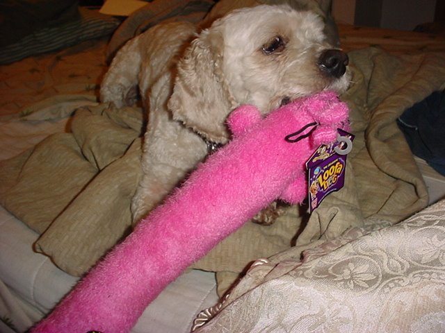 [Cutedog2.JPG]