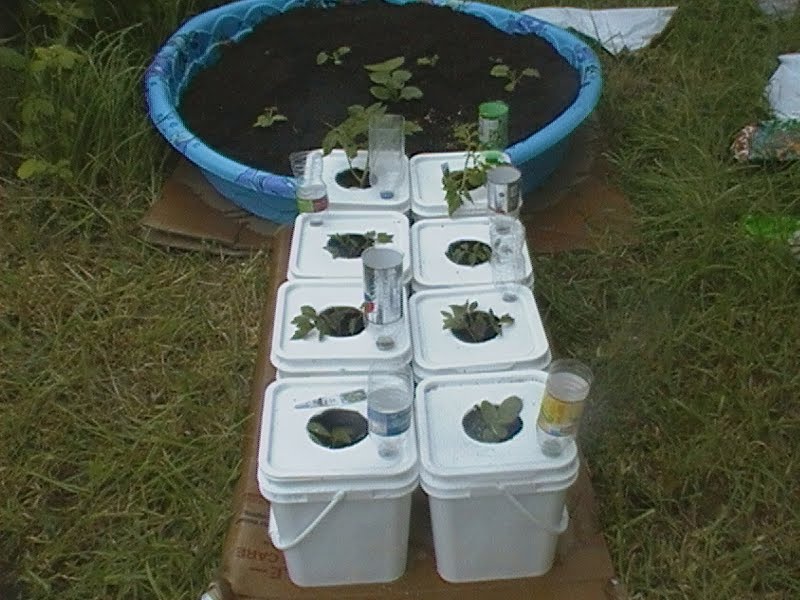 Robs World Mr. Bigglesworth's Kitty Litter Bucket Garden Bed