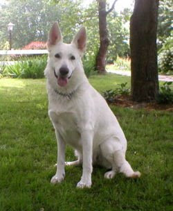 Alpine Shepherd Dog
