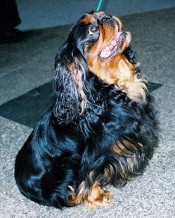 PUPPY CARE CENTER: KING CHARLES SPANIEL Puppy Care Center and The dog