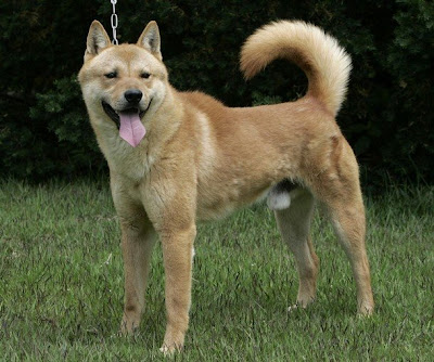 PUPPY CARE CENTER KOREA JINDO DOG Puppy Care Center and korea jindo dog
