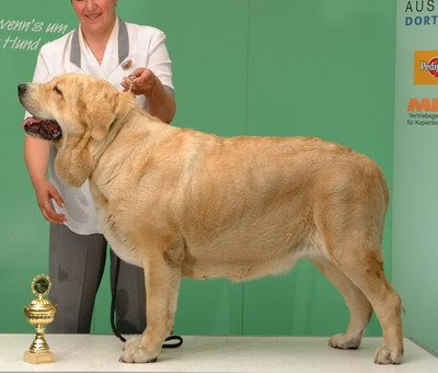 Dogs And Cats Breed Mastin Espanol Spanish Mastiff