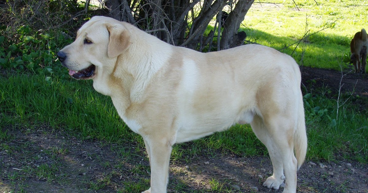 Mastin Espanol Spanish Mastiff Dogs And Cats Breed