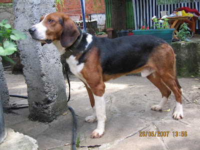 are there any serbian dog breeds serbian hound srpski g