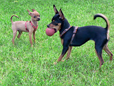 Little Miniature Pinscher hangind a ball in its mouth