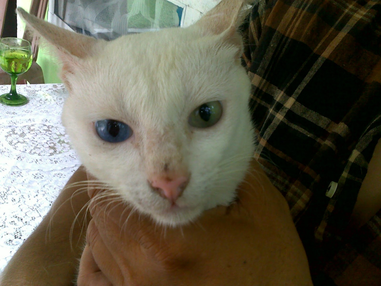 Kucing Langka