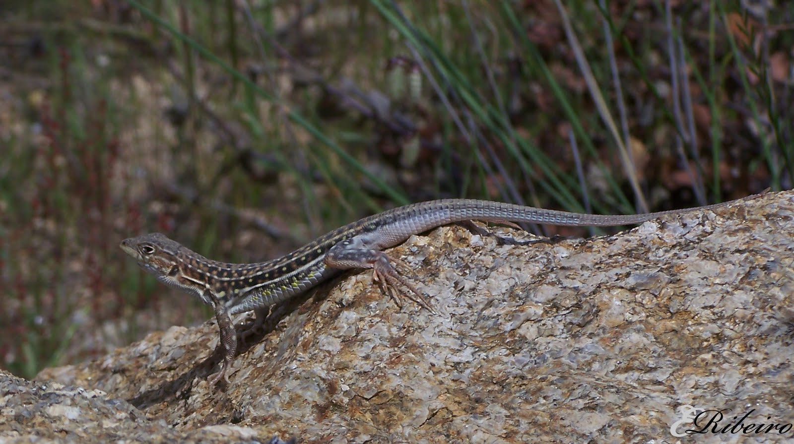 [Acanthodactylus+Erythrurus.jpg]