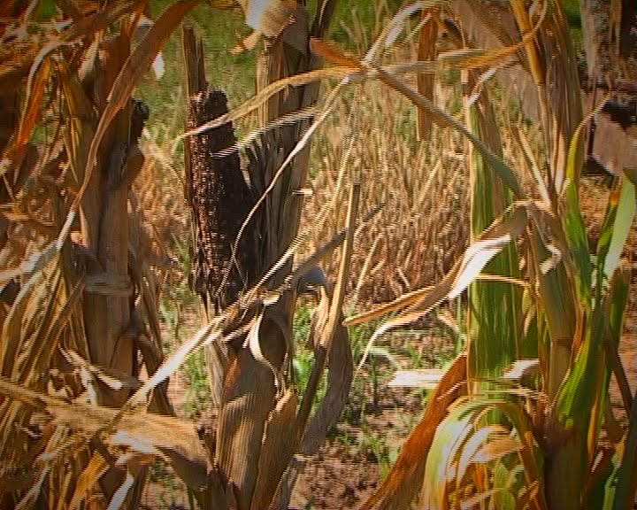 [octavio+caviglia00000001.bmp]