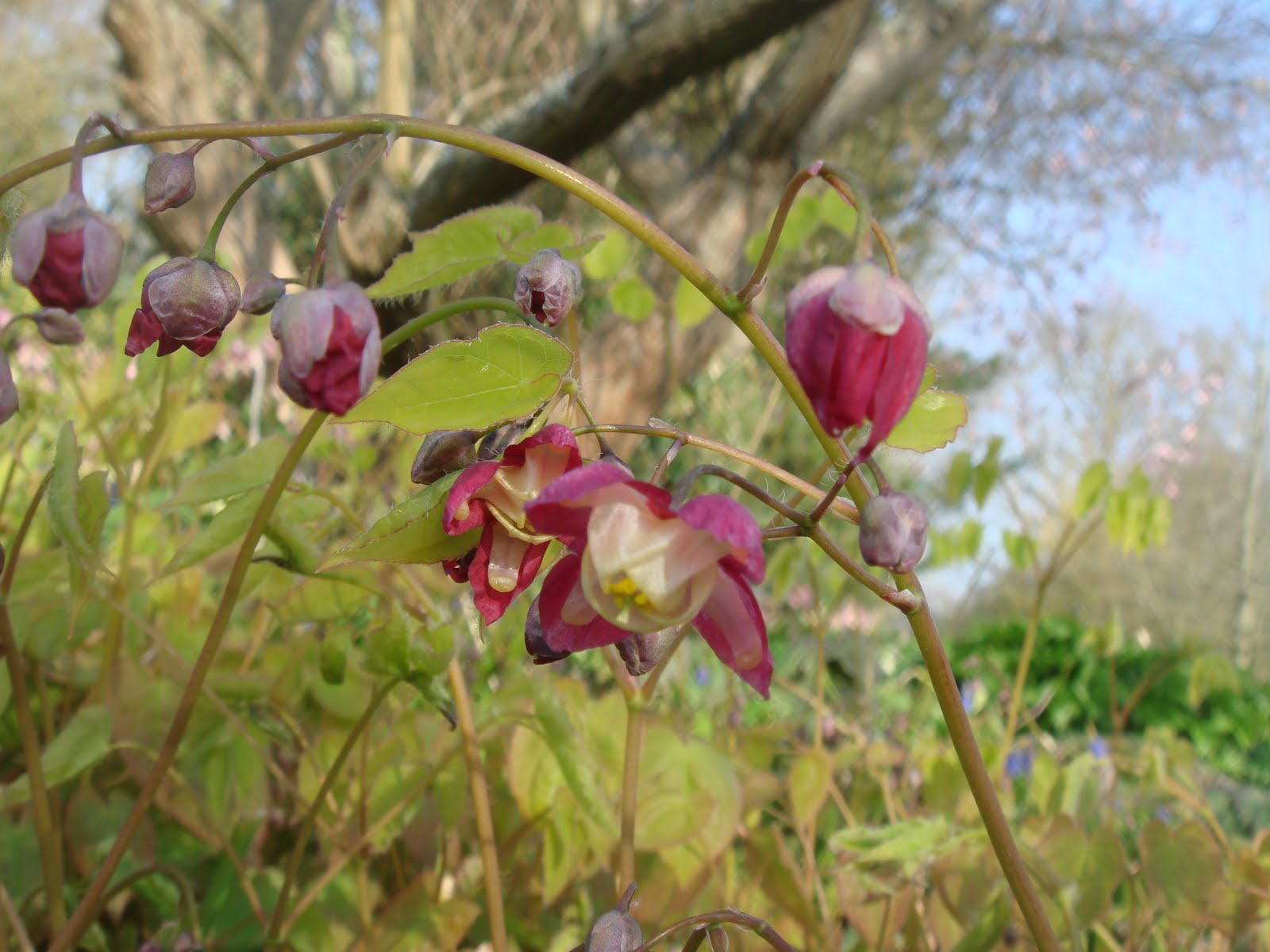 Marian Boswall Landscape Design and Garden Studio: Epimedium may offer