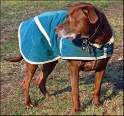 Webster the Wonder Dog