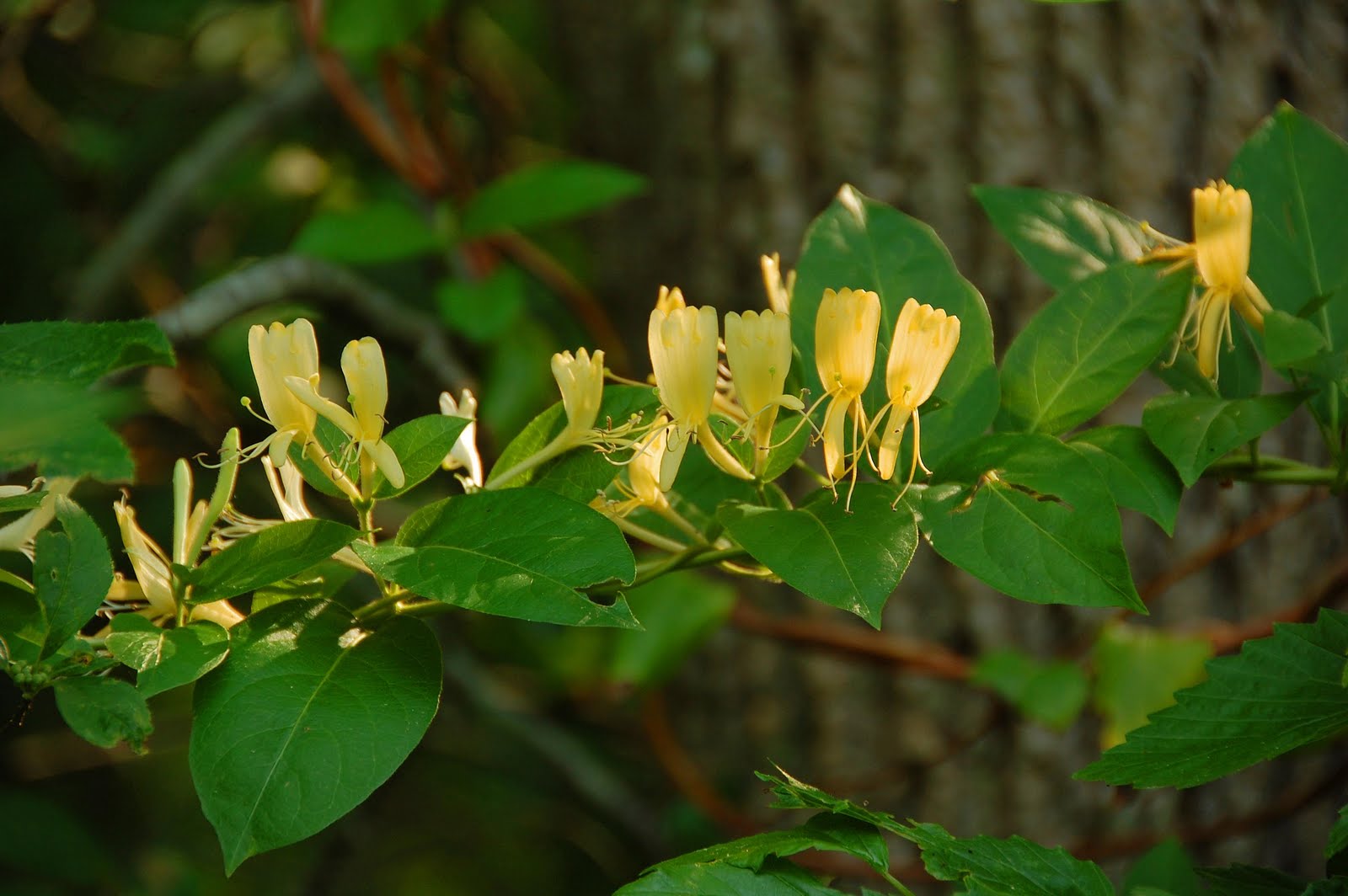 Wild Yellow Honeysuckle Content in a Cottage