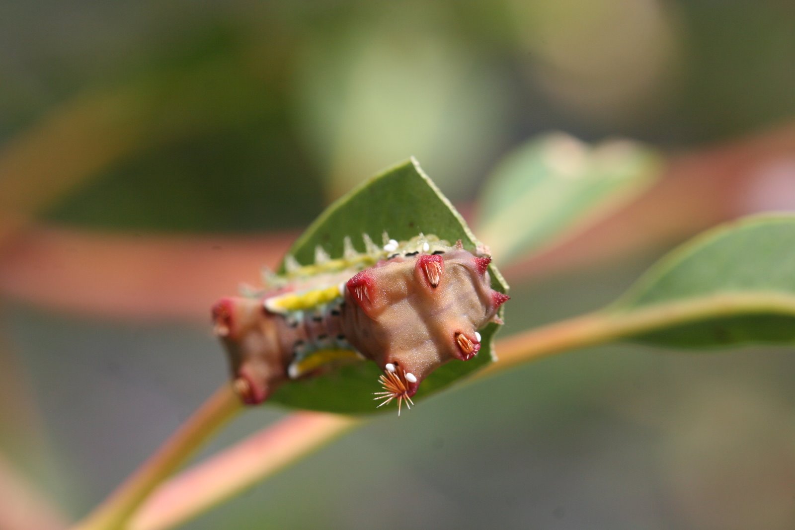 [Spitfire+1_ChristineKnight.JPG]