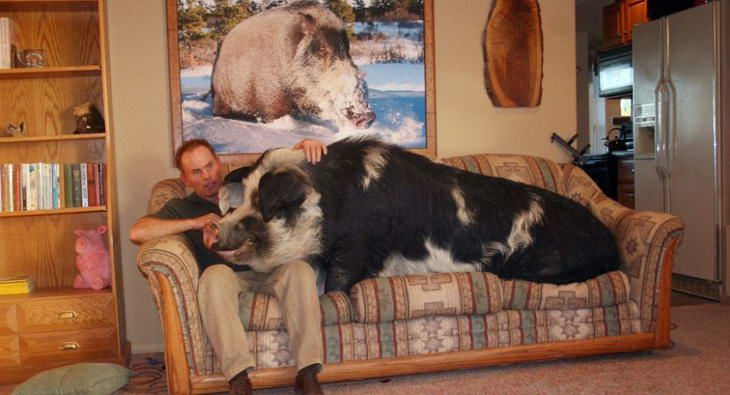[Pig+on+Couch.jpg]