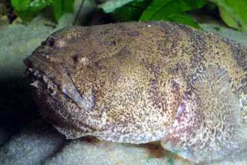 [tamazonica_practicalfishkeeping1co1uk.jpg]