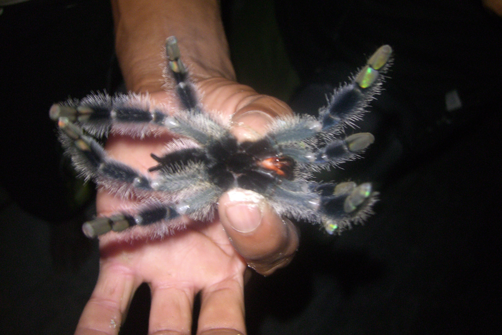 [tarantula2_Steve.JPG]