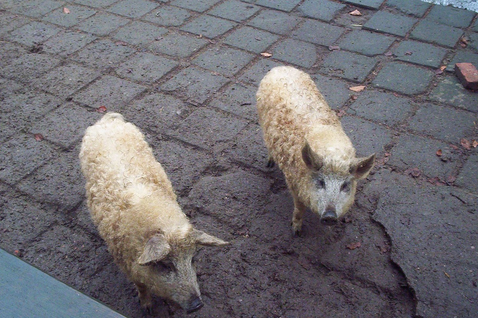 [blondepigs2_alcessa.jpg]