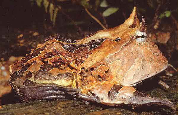 [ceratophrys_cornuta_batraciens-reptiles1com.JPG]