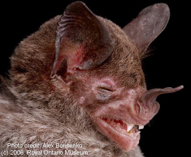 [070218_bat_stenops_02_livescience.com]
