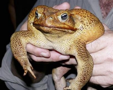 [gianttoad2.jpg]